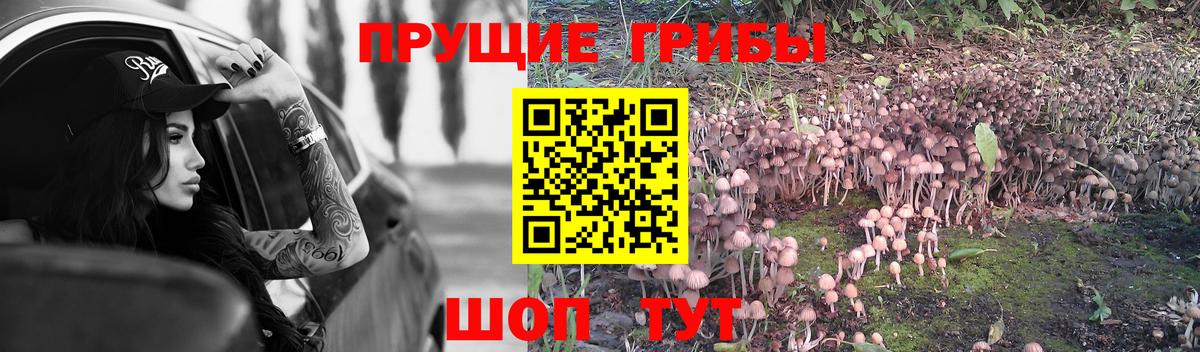 Псилоцибиновые грибы прущие грибы  Псилоцибиновые грибы Psilocybine cubensis  Россия  Вход с VPN 